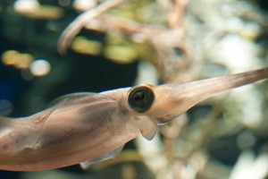 コンドロイチン